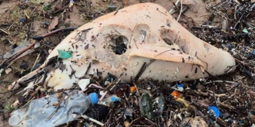 Dev dalgalar, ölü yunus balığının kalıntılarını sahile sürükledi