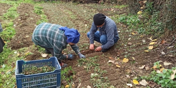 Devrek’te salep fidelerinin dikimine başlandı