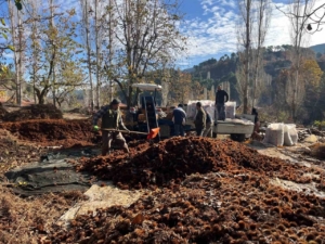 Dikenlerinden kurtulan kestanelerin sofralara yolculuğu başladı