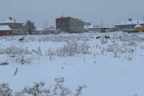 Diyadin’de başıboş köpekler tedirgin ediyor