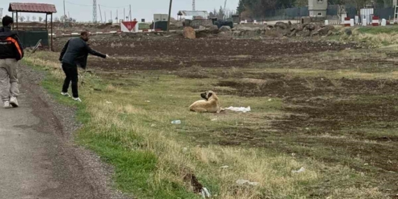 Diyarbakır’da sokak hayvanlarına kuduz aşısı uygulandı