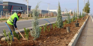 Diyarbakır’ın 14 kilometrelik girişi ağaçlandırılıyor