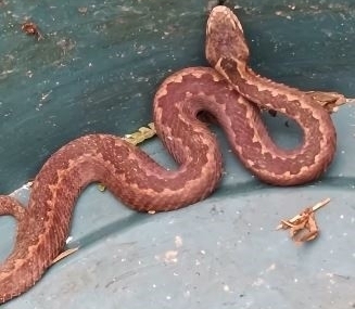 Doğu Karadeniz’de ayılardan sonra yılanlar da kış uykusuna yatmadı