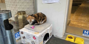 Dükkan önündeki kedi için asılan ilginç not dikkat çekti: "Dilenci değilim"