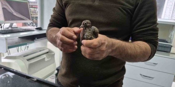 Duyarlı vatandaştan örnek davranış: Yolda bulduğu kumruya su verip veterinere teslim etti