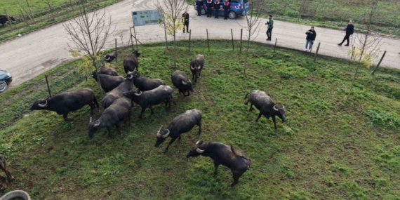 Düzce’de manda yetiştiriciliğine güçlü destek