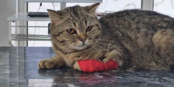 Düzce’den bin 384,795 ton kedi köpek maması ihraç edildi