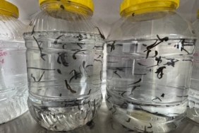 Eğirdir’de yılda 20 bin tıbbi sülük kontrollü ortamda üretiliyor