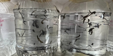 Eğirdir’de yılda 20 bin tıbbi sülük kontrollü ortamda üretiliyor