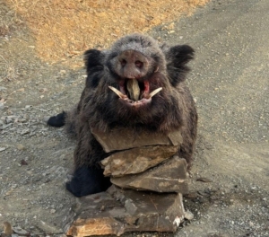 Elazığ’da avcılar 200 kiloluk domuz avladı