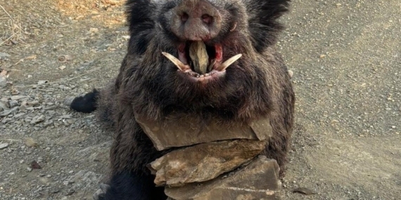 Elazığ’da avcılar 200 kiloluk domuz avladı