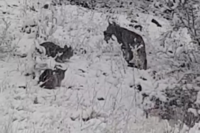 Elazığ’da vaşak ailesi görüntülendi