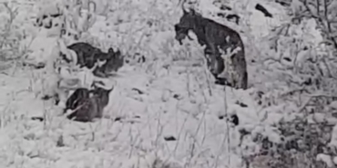 Elazığ’da vaşak ailesi görüntülendi