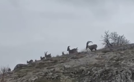 Elazığ’da yaban keçileri sürü halinde görüntülendi