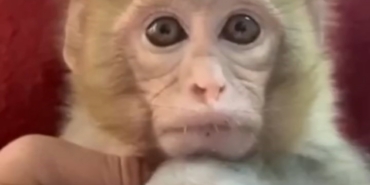 Elazığ’da yakalanan maymun koruma altına alındı