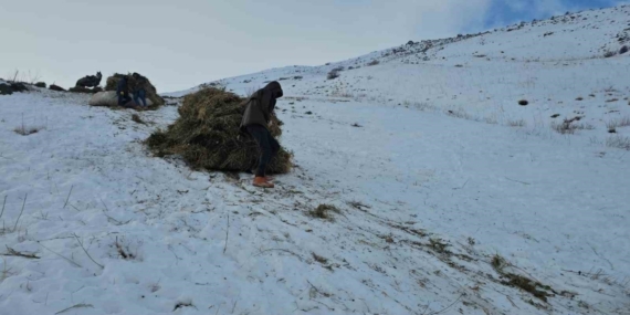 Erciş’te asırlık kış mesaisi: Otlar kızaklarla köye taşınıyor