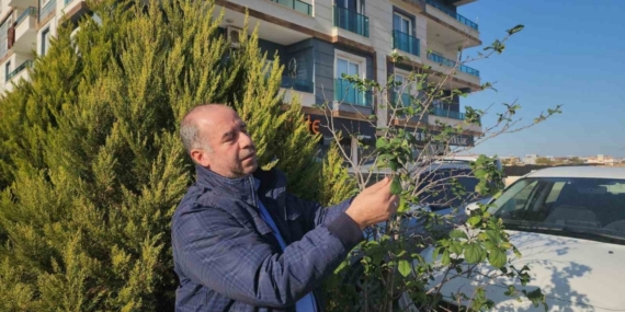 Erik ağacı aralık ayında meyve verdi