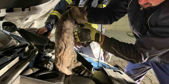 Erzincan’da aracın motor bölmesine sıkışan kediyi itfaiye ekipleri kurtardı