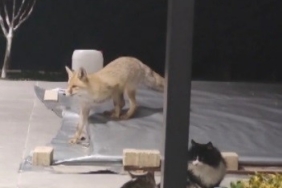 Erzincan’da kedilerin mamasına göz diken tilki kedinin saldırısına uğradı