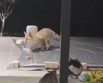 Erzincan’da kedilerin mamasına göz diken tilki kedinin saldırısına uğradı