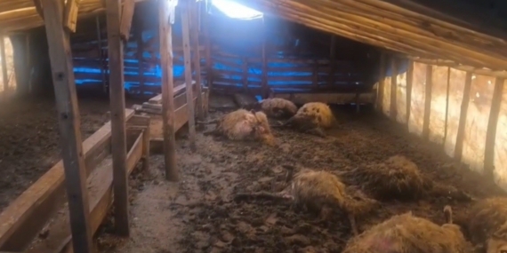 Erzincan’da kurtlar ahıra girdi: 10 koyun telef oldu, 10 koyun yaralandı