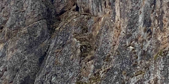 Erzincan’da mahsur kalan keçiler için JAK ve AFAD seferber oldu