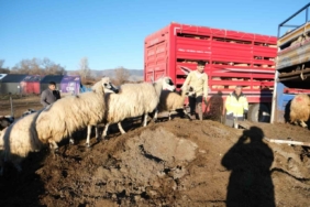 Erzincan’da soğuk hava nedeniyle sürüler yayladan indirildi
