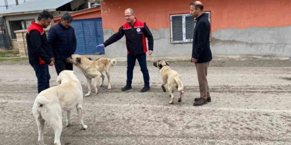 Erzincan’da sokak köpeklerine kuduz aşısı