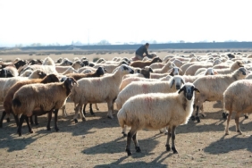 Erzincan’da sürüler merada