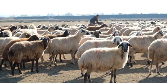 Erzincan’da sürüler merada
