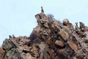 Erzurum’da yaban hayatı fotokapanlara takıldı