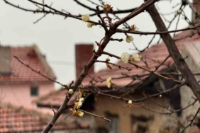 Eskişehir’de kayısı ağacı Aralık ayında çiçek açtı