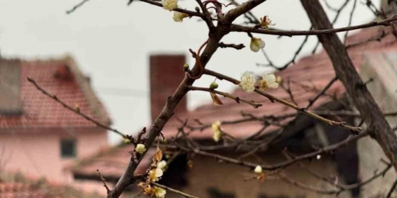 Eskişehir’de kayısı ağacı Aralık ayında çiçek açtı