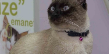 Evcil hayvan sahiplerine "mikroçip" uyarısı: Son gün 31 Aralık, taktırmayana ceza