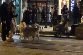 Evcil hayvanıyla yürürken sokak köpeklerinin arasında kaldı