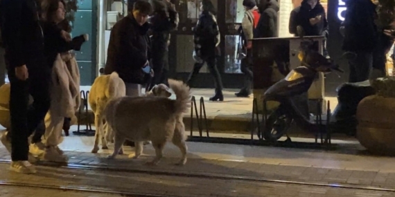 Evcil hayvanıyla yürürken sokak köpeklerinin arasında kaldı