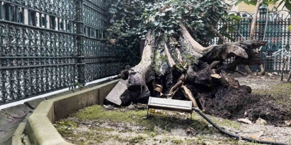 Eyüp Sultan Camii avlusundaki ağaç devrildi