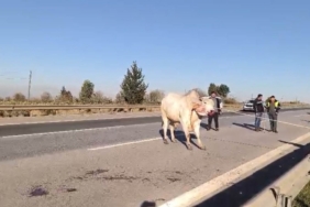 Firari anguslar uyuşturucu iğneyle tek tek avlandı