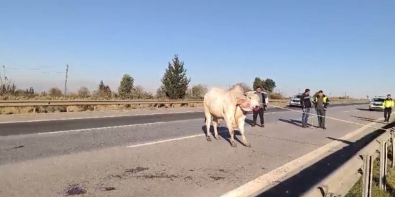Firari anguslar uyuşturucu iğneyle tek tek avlandı