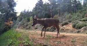 Ganos Dağları’nda fotokapan iki karacayı görüntüledi