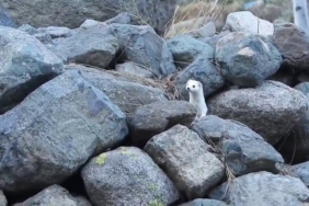 Gelincik rengiyle mevsime ayak uydurdu