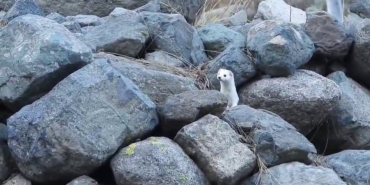 Gelincik rengiyle mevsime ayak uydurdu