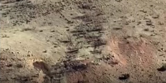 Gercüşlü çiftçilerin domuz tedirginliği