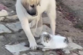 Gercüş’te yavru kedi ile yavru köpeğin sevimli kavgası kamerada