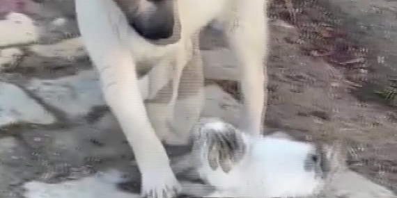 Gercüş’te yavru kedi ile yavru köpeğin sevimli kavgası kamerada