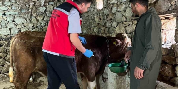 Giresun’da 450 binden fazla hayvan aşılandı