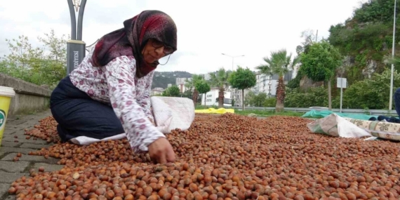 Giresun’da fındık fiyatı 250 TL’ye geriledi, üretici umudunu yeni yıla bıraktı