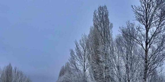 Gökçedere’de kar yağışı sonrası ağaçlar beyaz örtüyle kaplandı