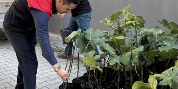 Gömeç’te incir üretimini artıracak adım, 499 sertifikalı fidan dağıtıldı