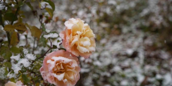 Gümüşhane kent merkezine mevsimin ilk karı yağdı